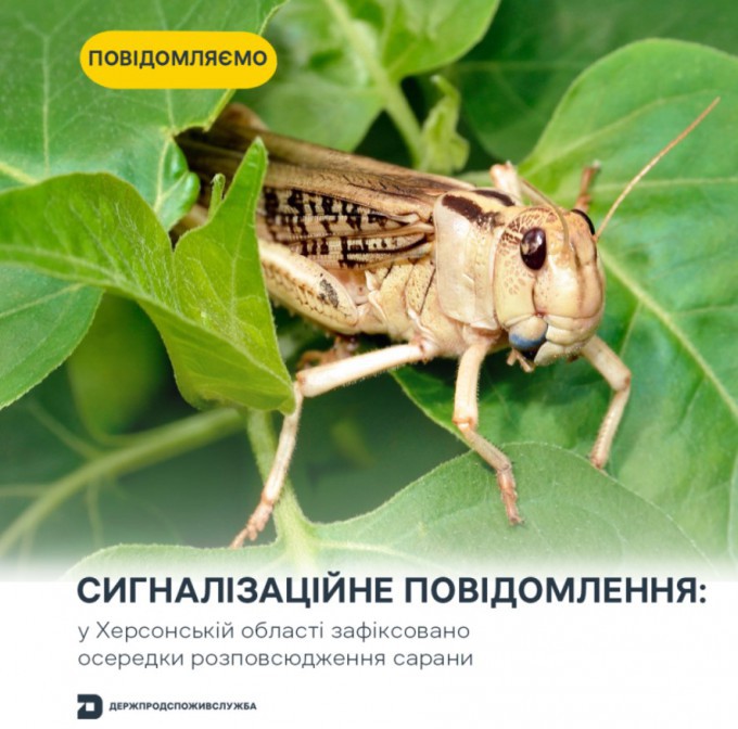 4325